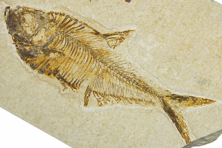 Detailed Fossil Fish (Diplomystus) - Wyoming #344749